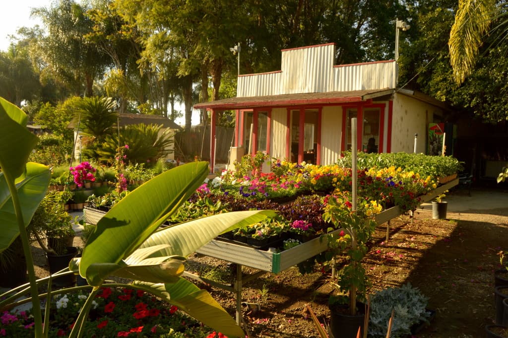 Mixed Nursery Plants
