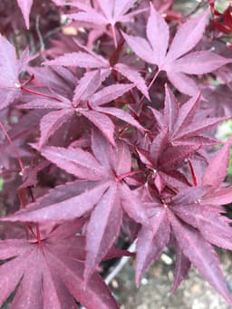 Tree & Shrub Care