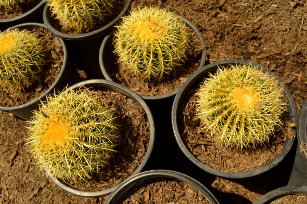 Yellow Barrel Cactus